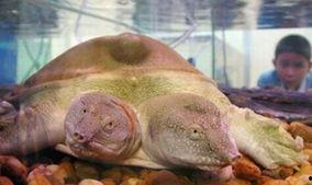 鳖版acr最新爆料,揭秘游戏内幕与未来动向 第2张 鳖版acr最新爆料,揭秘游戏内幕与未来动向 第2张